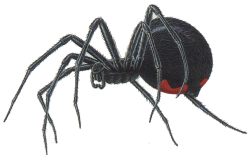 Black Widow Spider has a Dangerous Venom and Bite